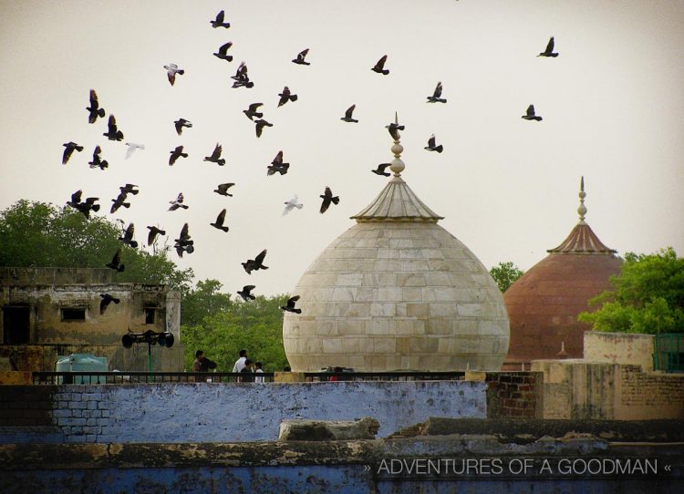 Pigeon flying is a competitive sport in Agra, where rooftops come alive with flocks in practice