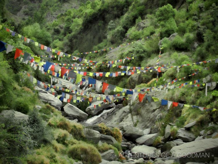 Prayer Flags are just as common as trees in McLeod Ganj: like these en-route to the top of the Bhagsu Waterfall