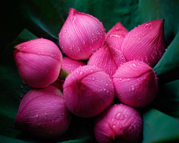 Lotus flowers for sale at the Mongkok Flower Market in Kowloon, Hong Kong