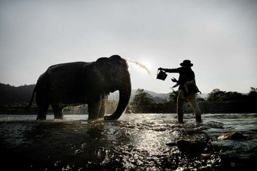Mae Perm gets a bath from his mahoot at Elephant Nature Park in Chiang Mai, Thailand