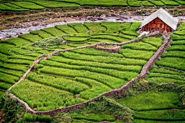 A local building in a rice field in Sapa, Vietnam