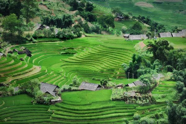 Circular rice paddies in Sapa, Vietnam