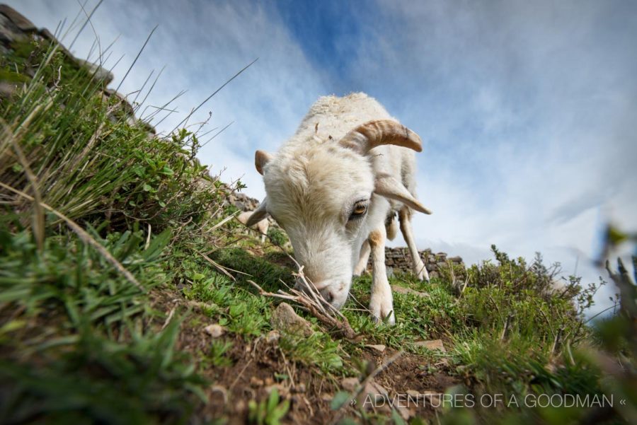 A lawnmower on Isla del Sol.