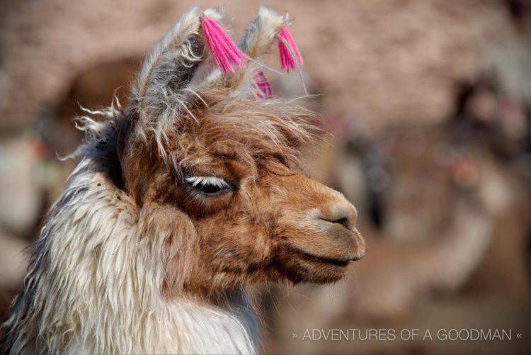 The brightly-colored "earrings" in a llama's ears are used to identify its owner.