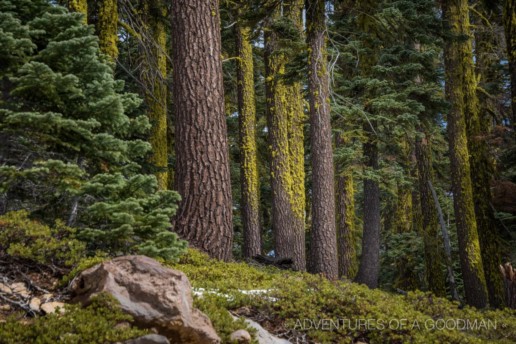 Giant trees cover the face of Mount Shasta