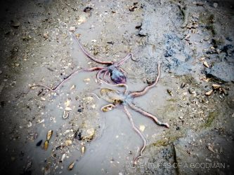 Octopuses wriggling in the mud after being caught