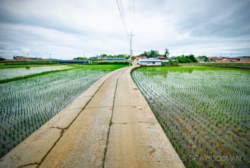 Beyond these rice fields are the homes of the local workers and farmers on Aphae Island in South Korea