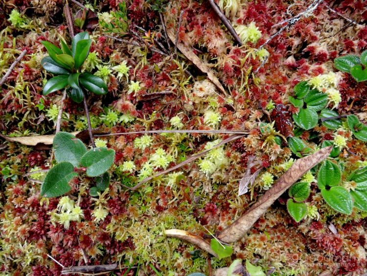 Freddy jokes that this moss is nicknamed “the Cancer of the Inca Trail;” because of how quickly it grows and covers the path.