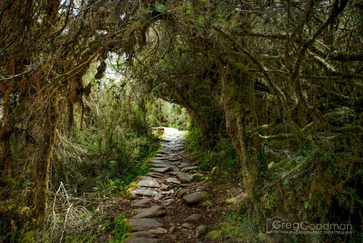 After a morning of hiking up and down steep hills, be sure to savor the gentle incline of the rainforest segment near Chaquiqocha.