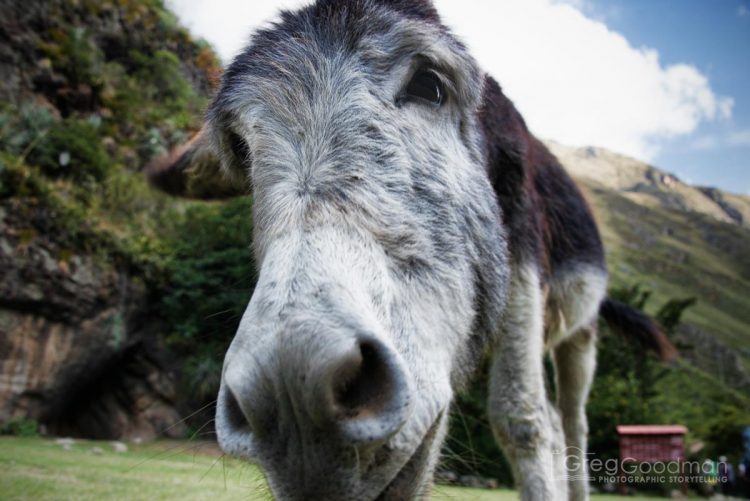 For just a few Peruvian Soles, you can ride this donkey or have it carry your bags.