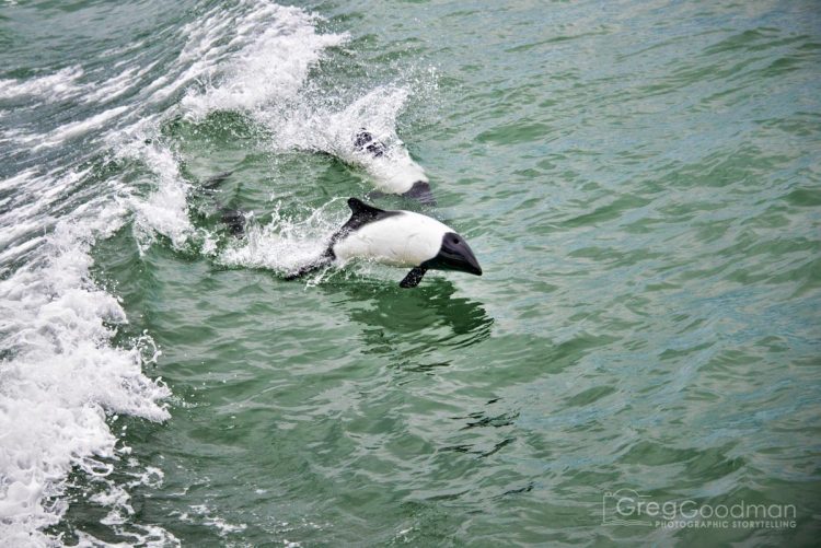 Dolphins love to swim alongside whatever boat you may be in.