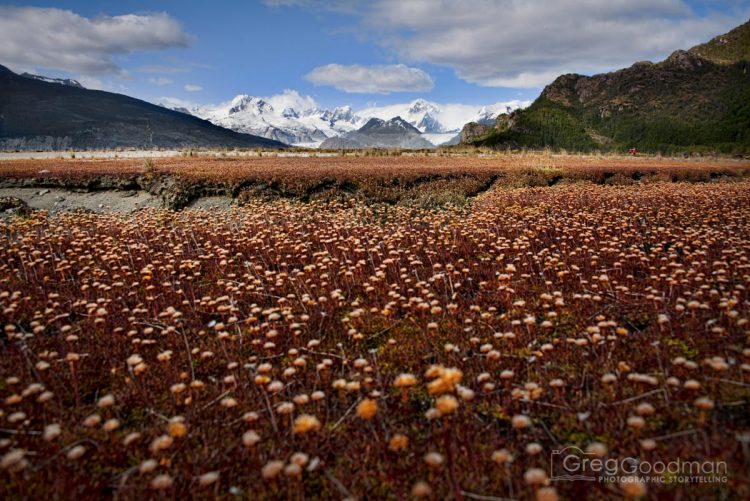 The Marinelli Glacier (in the distance) once reached as far as these flowers on Ainsworth Bay