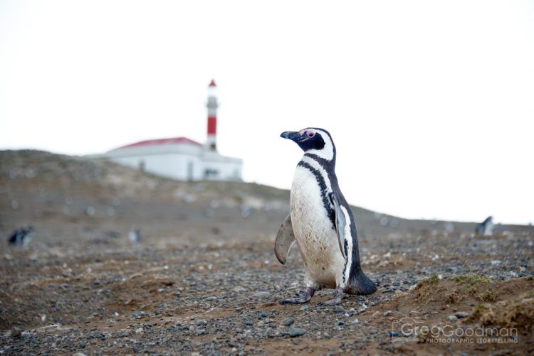 The lighthouse on Isla Magdellena is one of the island's few manmade objects.