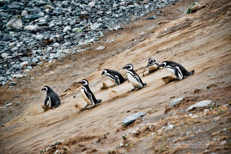 Penguins surfing at Monumento Natural Los Pinguinos on Isla Magdellena, Patagonia, Chile