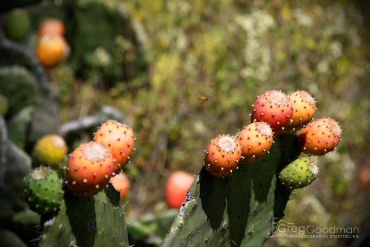 Cacti are everywhere during the first few hours of the Inca Trail.