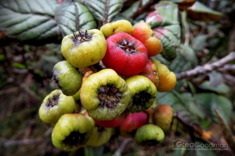 Wild plants grow alongside the rainforest segment of the Inca Trail.