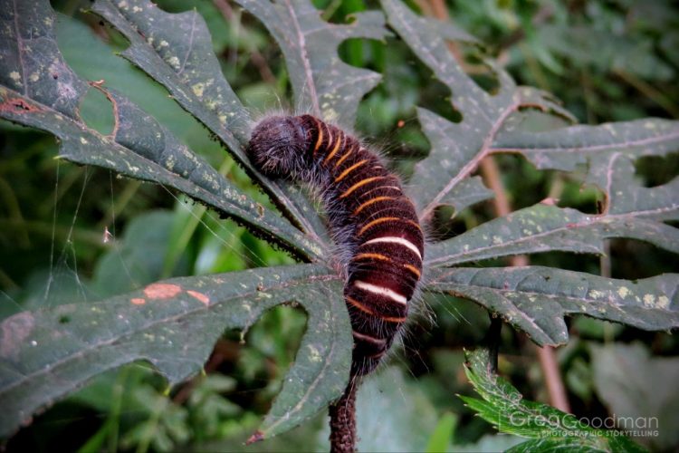 Just try and count how many caterpillars you see on second day of the Inca Trail.