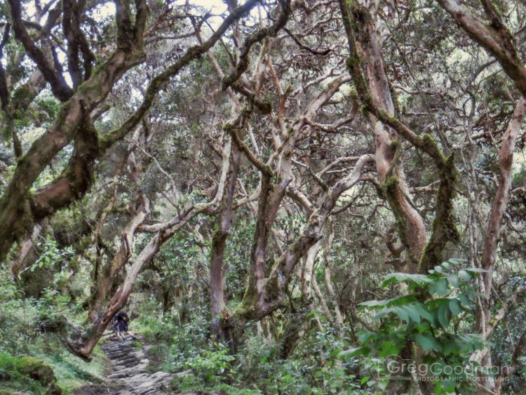 Don’t forget to look up… the trees are amazing!