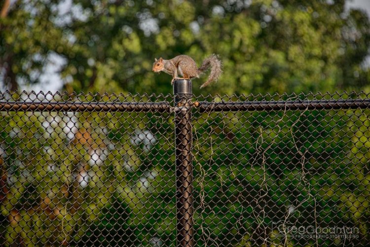 Squirrels are a-plenty on Roosevelt Island.