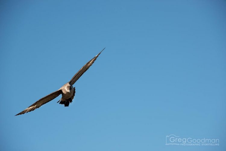 Cormorants can be found all over Patagonia.