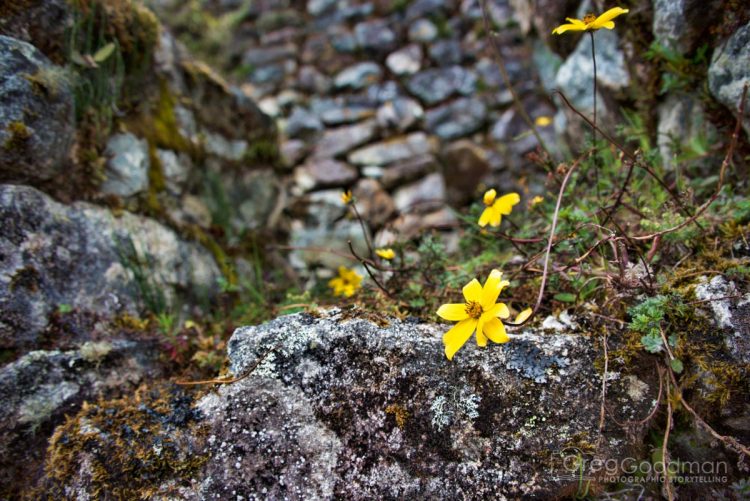You will see so many yellow flowers along the Inca Trail… like these at Sayaqmarka.