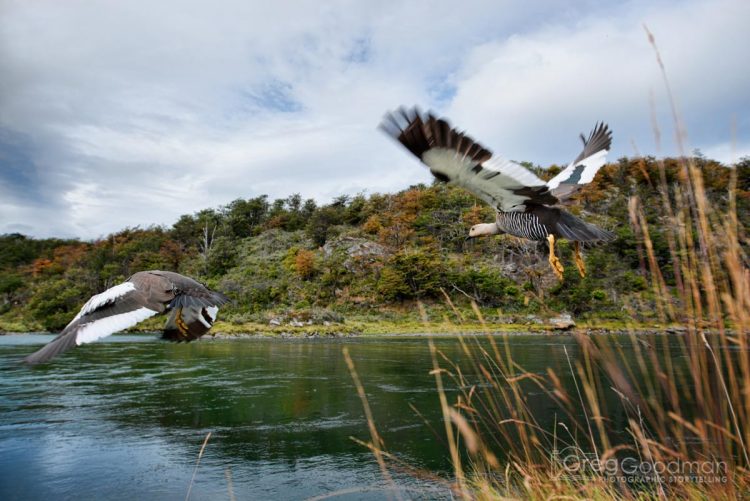 Geese flying over a lake in Tierra del Fuego National Park - Patagonia, Argentina