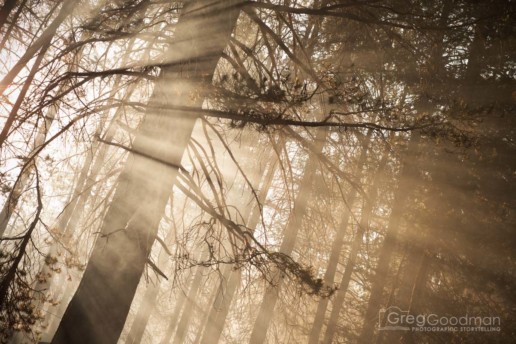 Bridalveil Creek Campgrounds sunrise