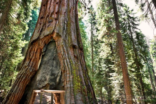 Once upon a time, you could drive through this tree in Yosemite - known locally as Tunnel Tree