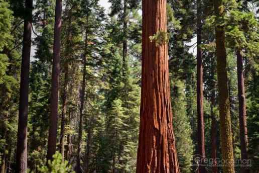 The Mariposa Grove is mostly flat and a wonderful place for visitors of all ages to explore a forest of redwoods - the world's biggest trees