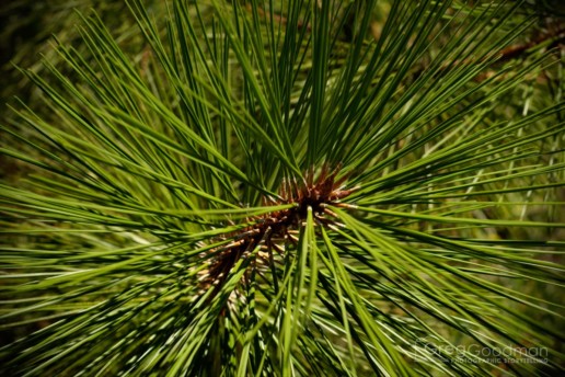 A closeup of pine needles in Yosemite's Mariposa Grove