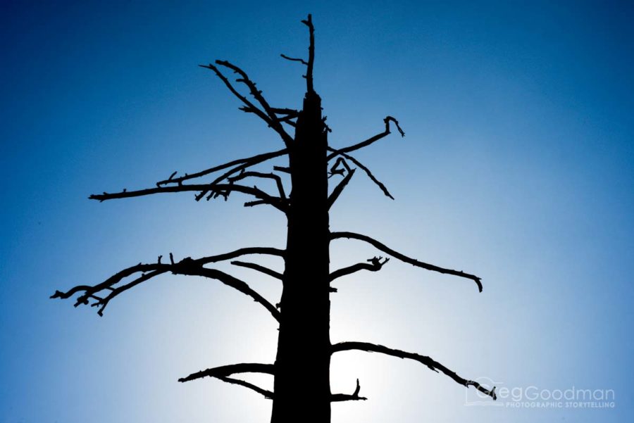 A dead tree in the August sun in Yosemite's Western Valley