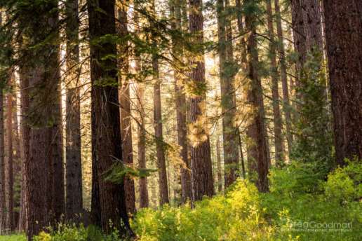 The late afternoon sun bathes the redwoods in its golden light