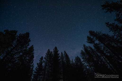 Stars and redwood trees at Grover Hot Springs, CA