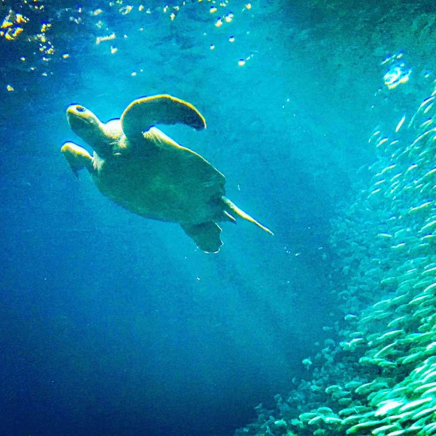 A giant sea turtle at the Monterey Bay Aquarium