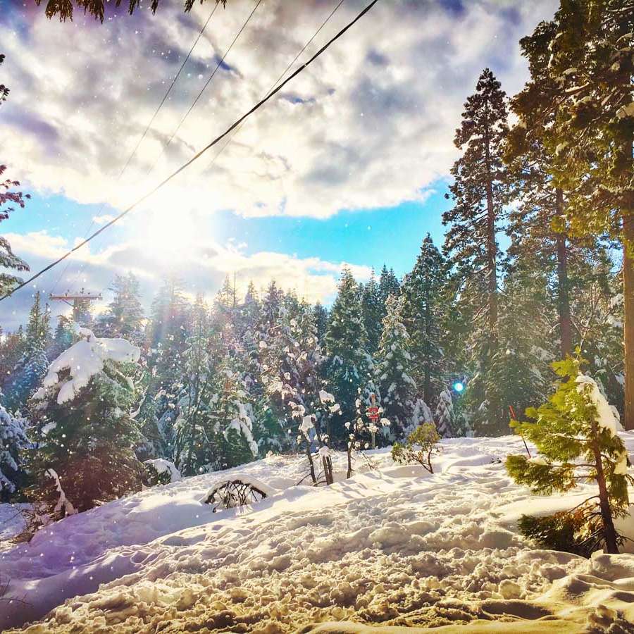 Snow covered trees in California