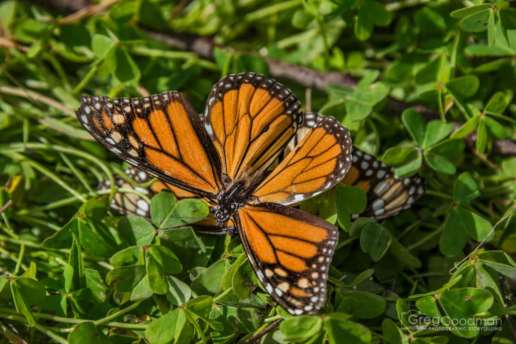 The world famous monarchs of Santa Cruz - engaging in a little hanky panky