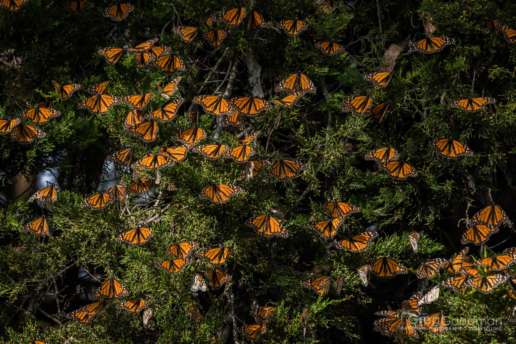 Thousands of monarch butterflies migrate to Santa Cruz each year