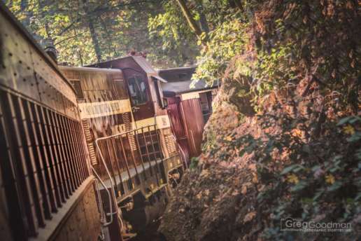 A ride on the Big Trees Pacific Railroad through the redwood forest above Santa Cruz