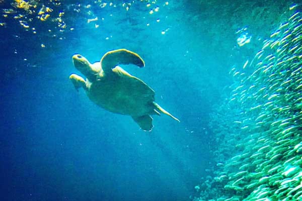 A giant sea turtle at the Monterey Bay Aquarium