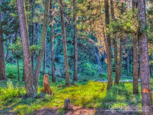 Late afternoon in the forest near River Junction