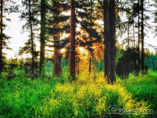 Sunset through the forest next to Seeley Lake in Montana