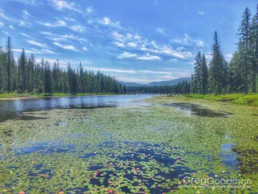 We took a family canoe ride out onto Seeley Lake and stopped to admire the view from the lilly pads