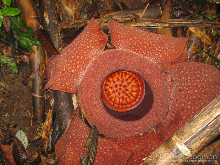 How I Broke the World's Largest Flower • the Rafflesia Arnoldii in Malaysia
